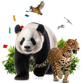 Dieren_panda_jaguar_goede_doelen_Natuur_hoe_Werkt_het_Postcode_Loterij_speluitleg.png